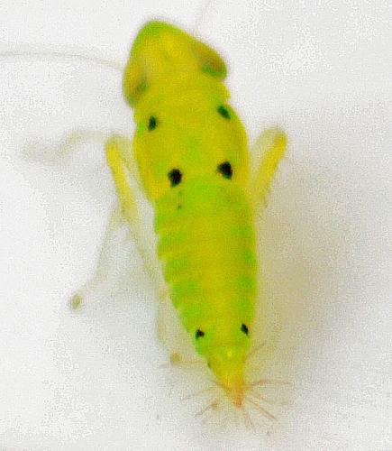 Réf. 321 005 : Synophropsis lauri
